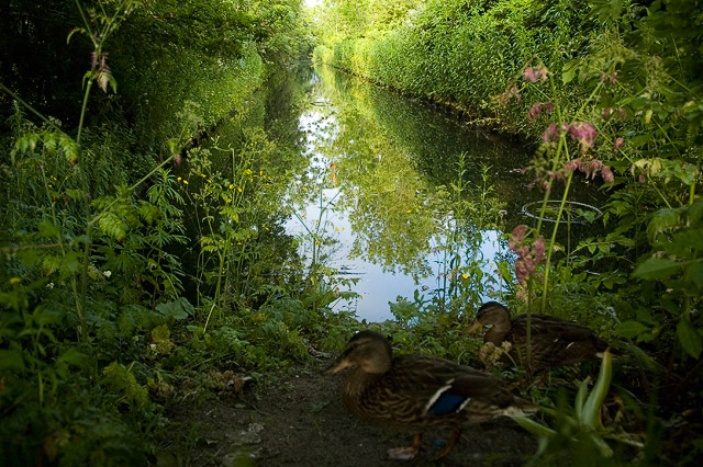 Duck Pond